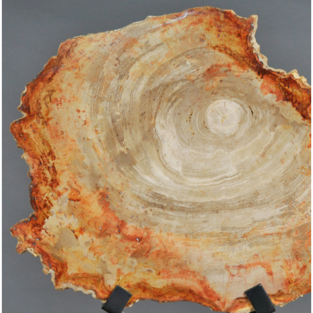 Petrified Slice of Wood