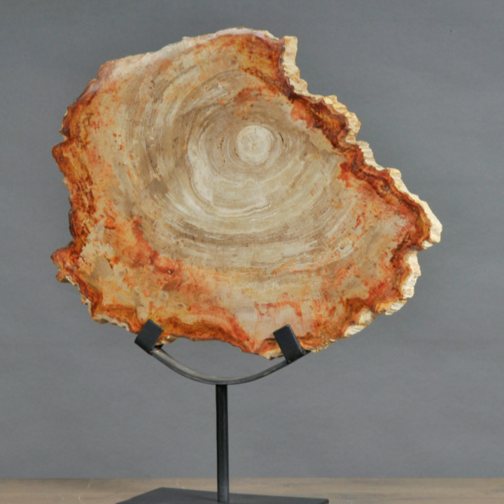 Petrified Slice of Wood