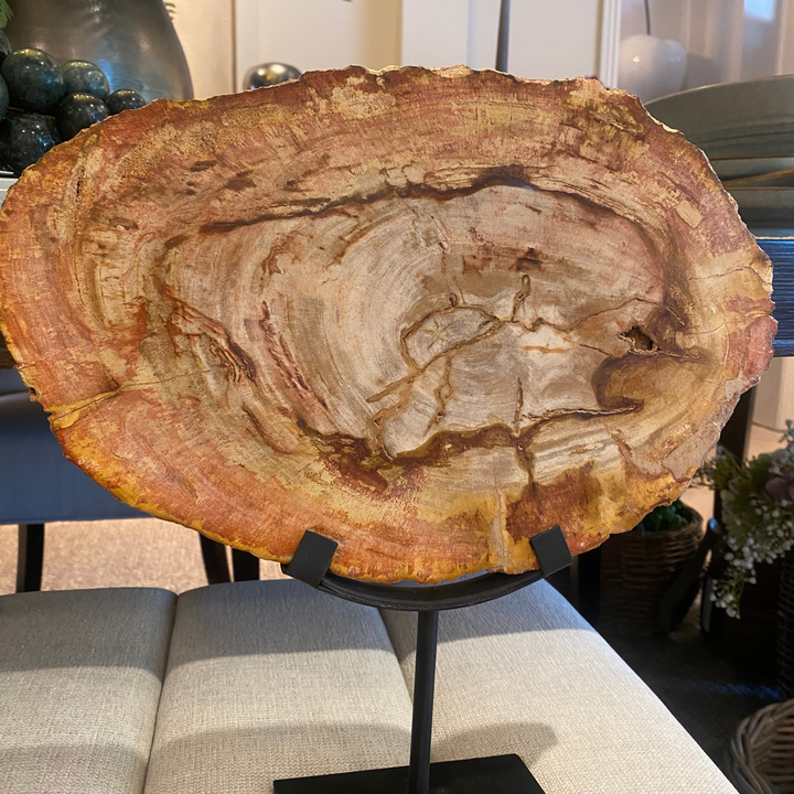 Petrified Slice of Wood