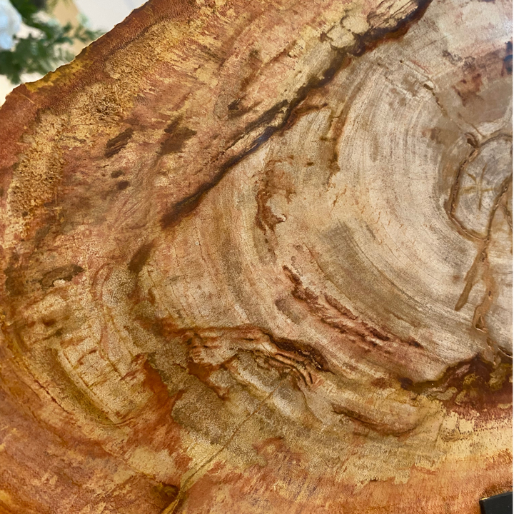 Petrified Slice of Wood