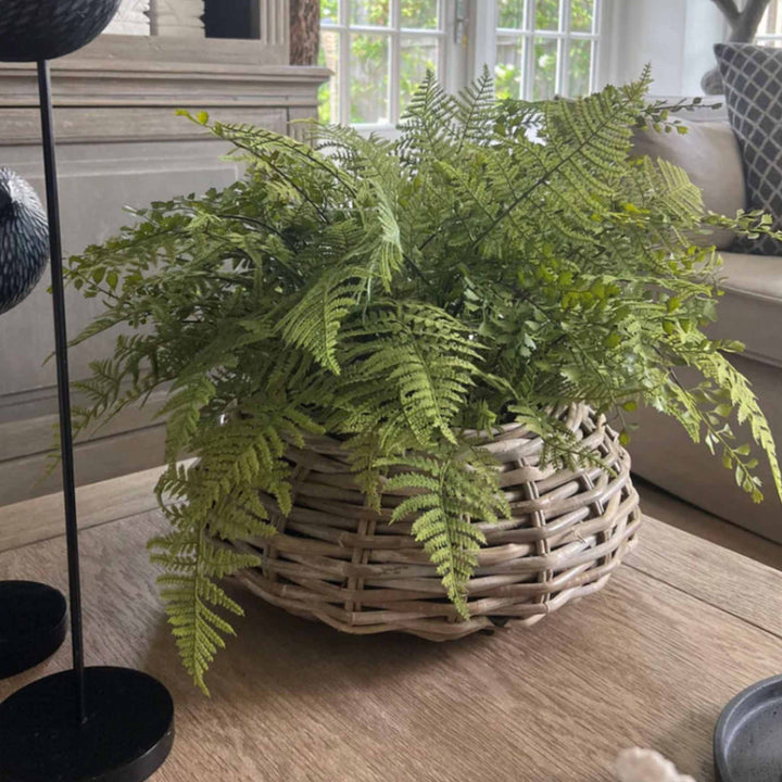 Ferns in a Wicker Basket