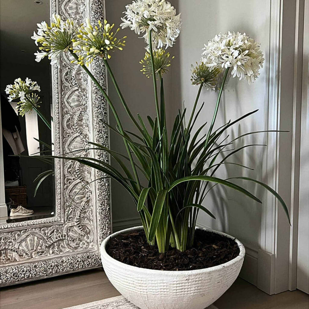 Agapanthus in a White Polystone Bowl