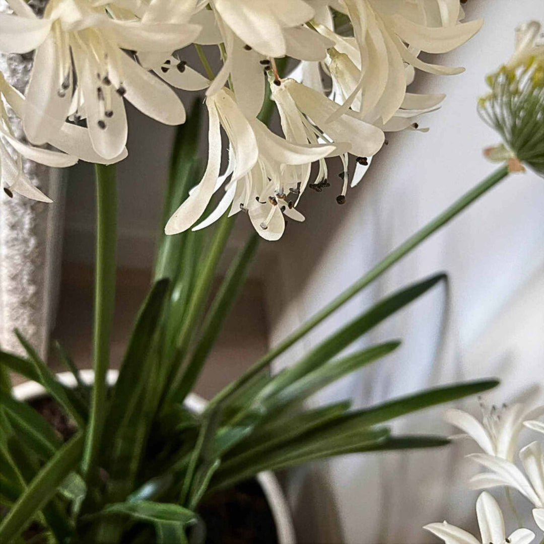 Agapanthus in a White Polystone Bowl