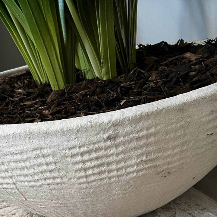 Agapanthus in a White Polystone Bowl