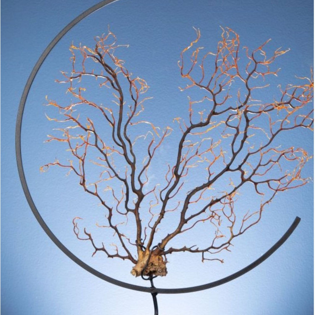 Spicky black sea fan in metal circle