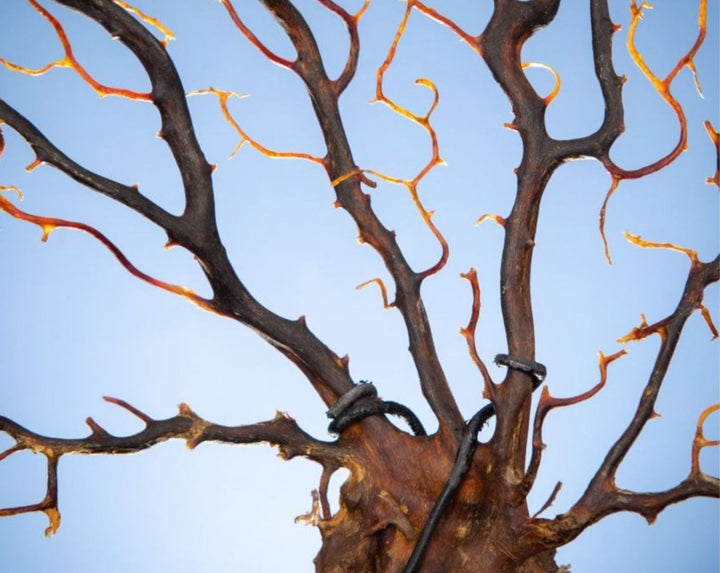 Spicky black sea fan in metal circle