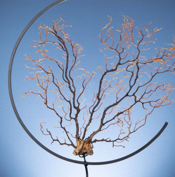 Spicky black sea fan in metal circle