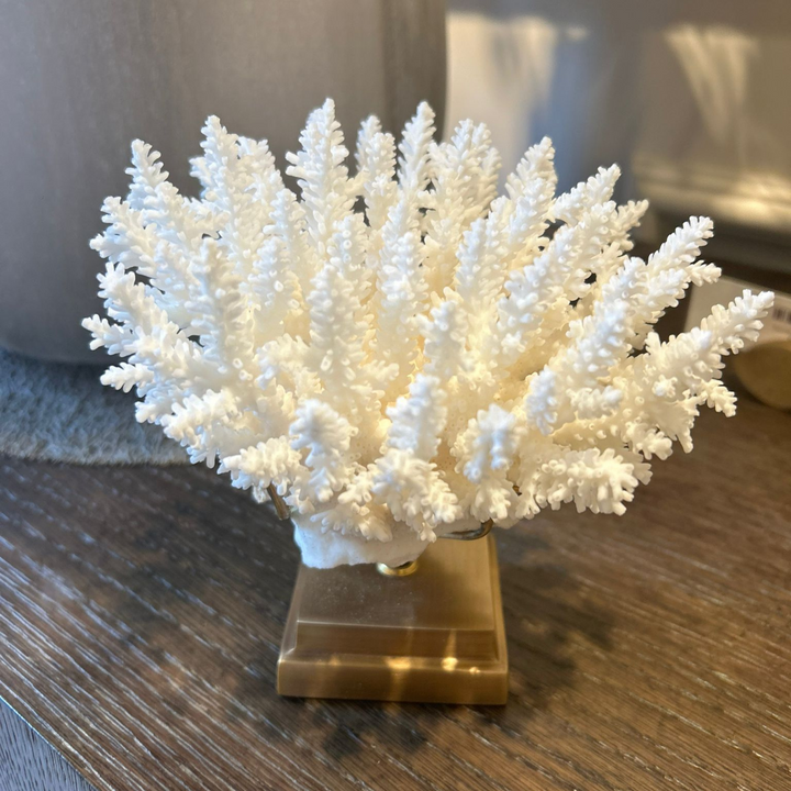 White Coral Acropora Latistella