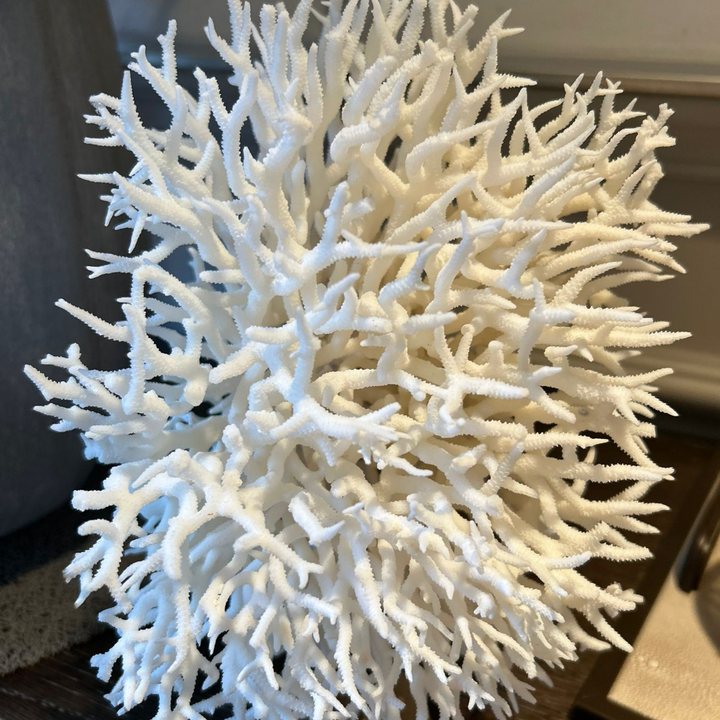 White Coral Seriatopora Hystrix S