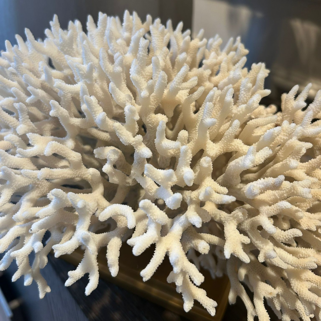 White Coral Seriatopora Hystrix